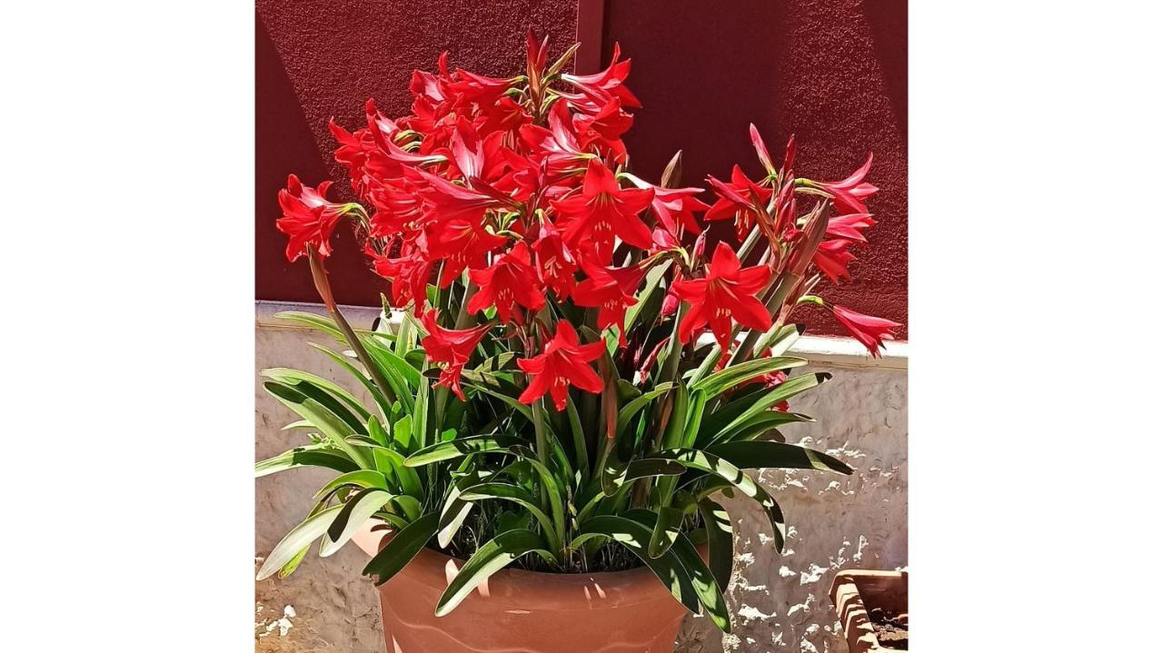 Guest house Simpson - Aeroporto Di -