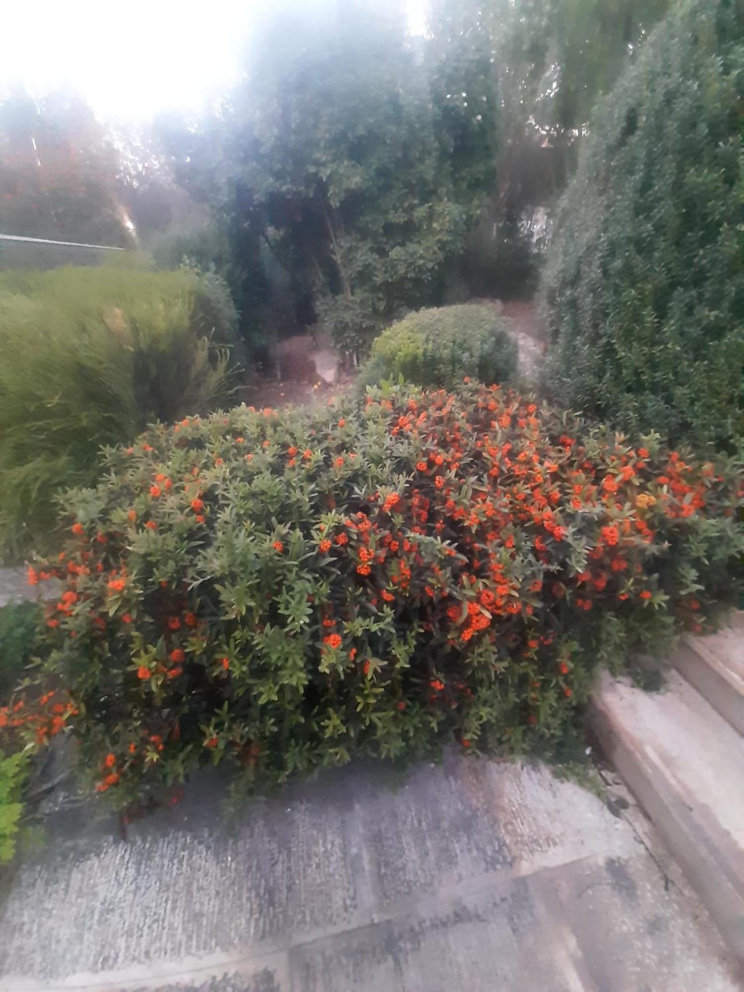 The Orange Groove *