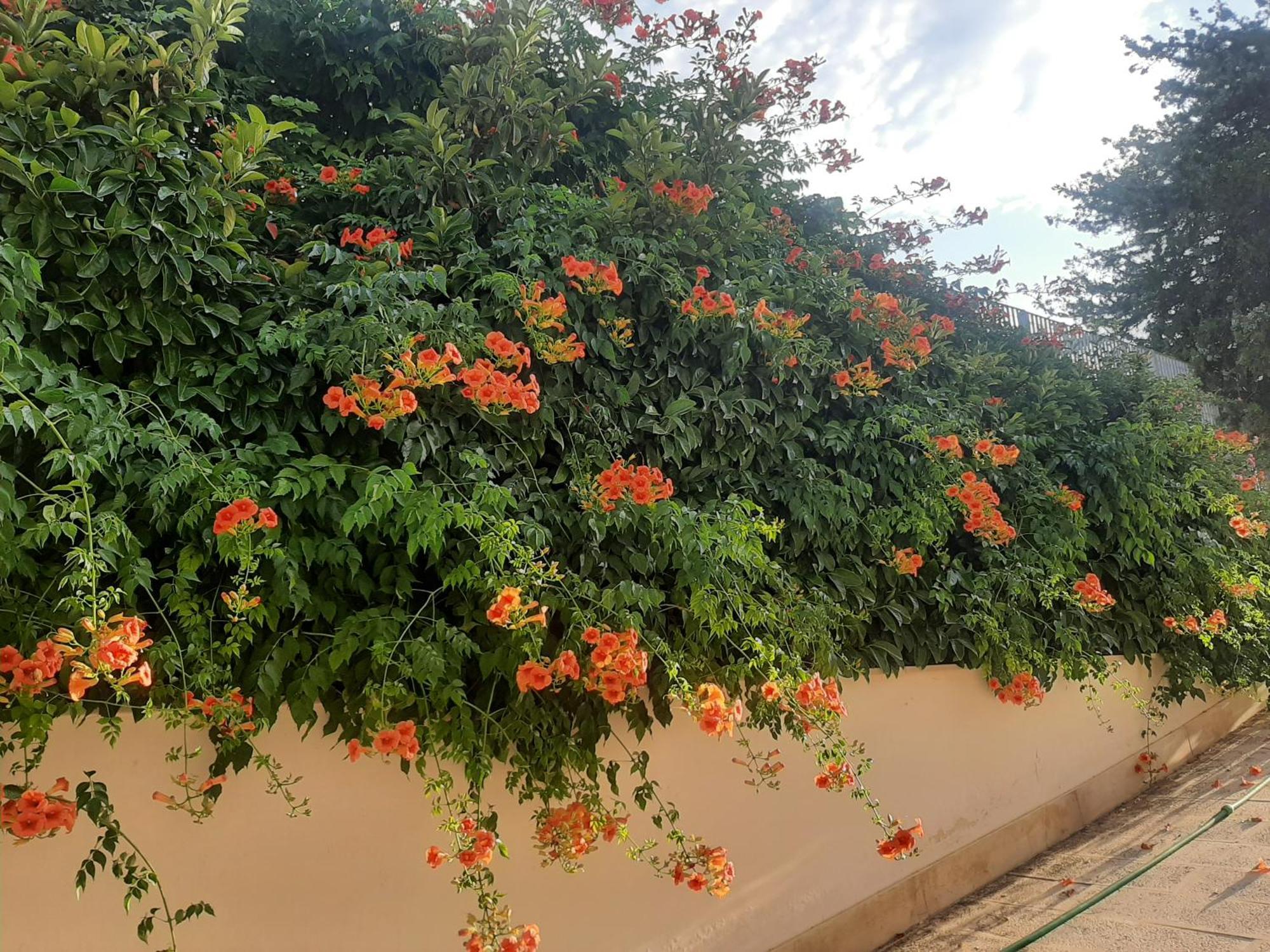 The Orange Groove Bed & Breakfast