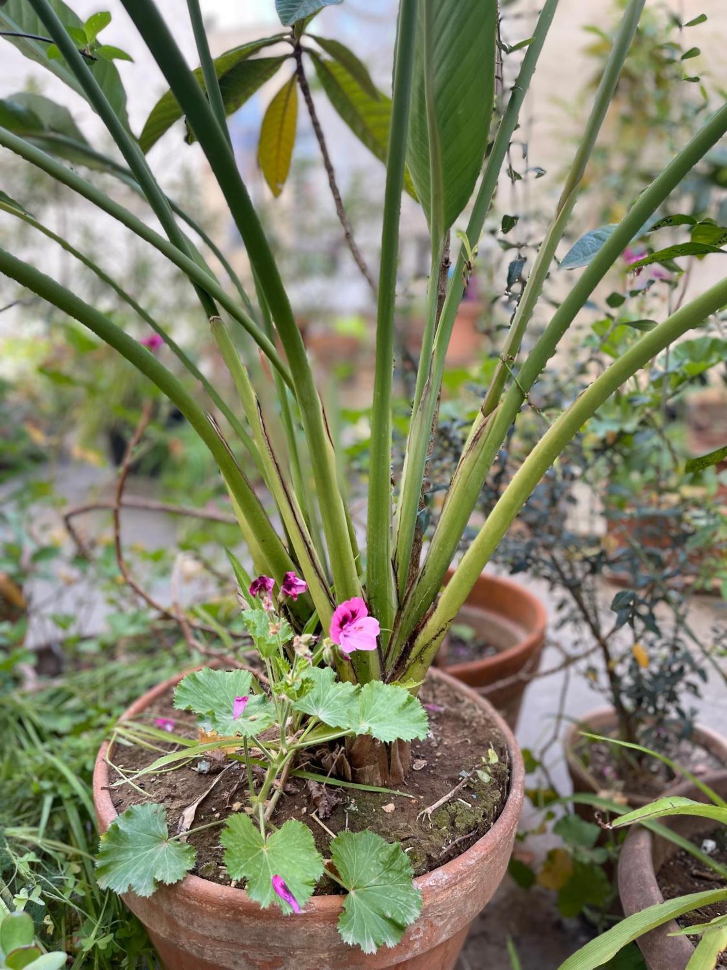 Oasis Căn hộ