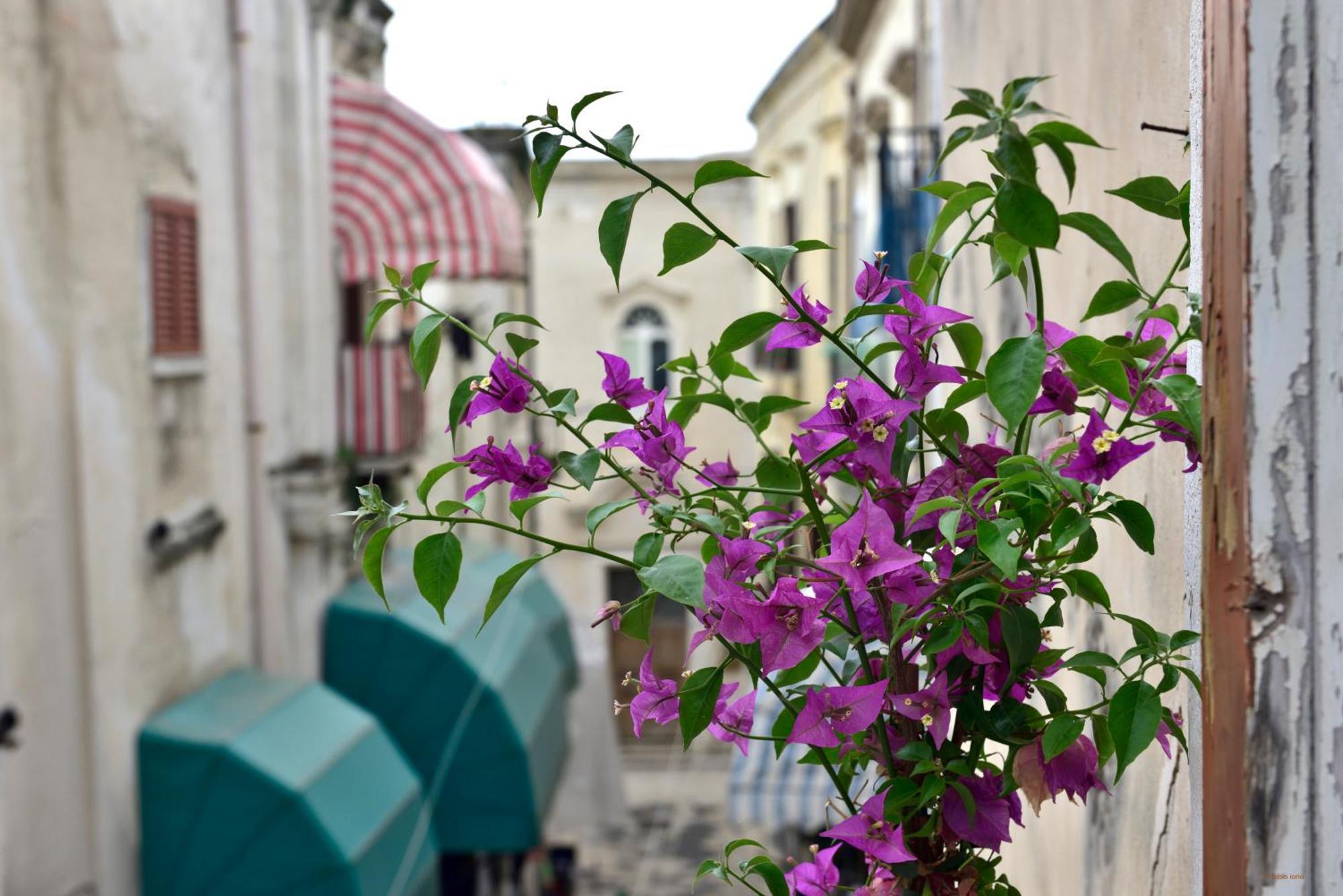 Apartamento Ciaobari - Elegant 4 Bedrooms In The Heart Of Old Town Bari
