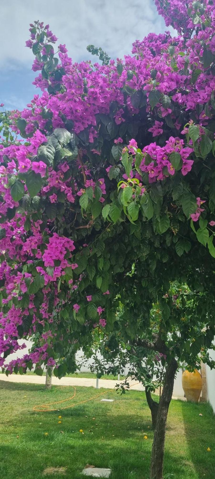 Guajira * Bari
