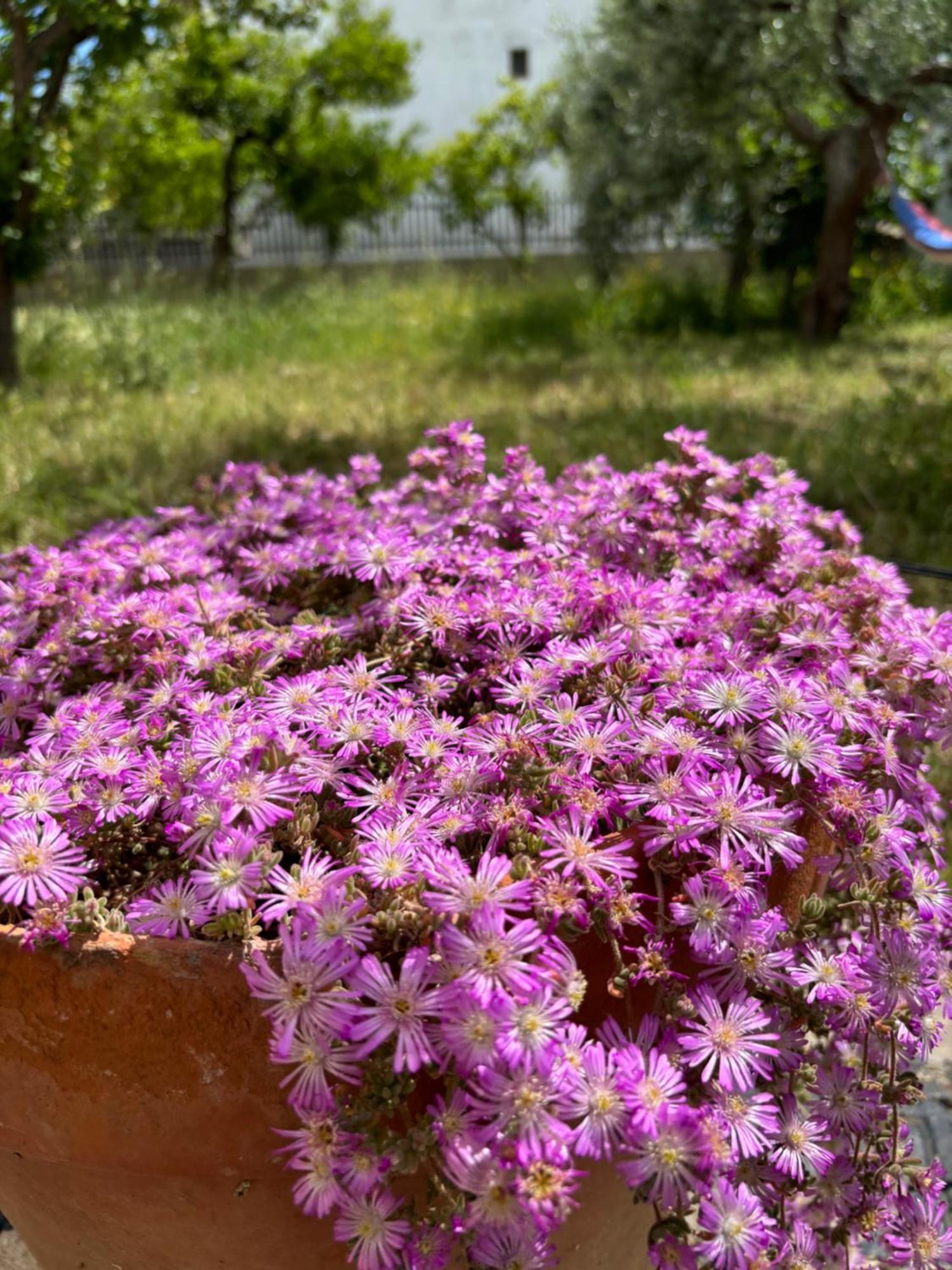 La Casetta Di Nonna Rosa