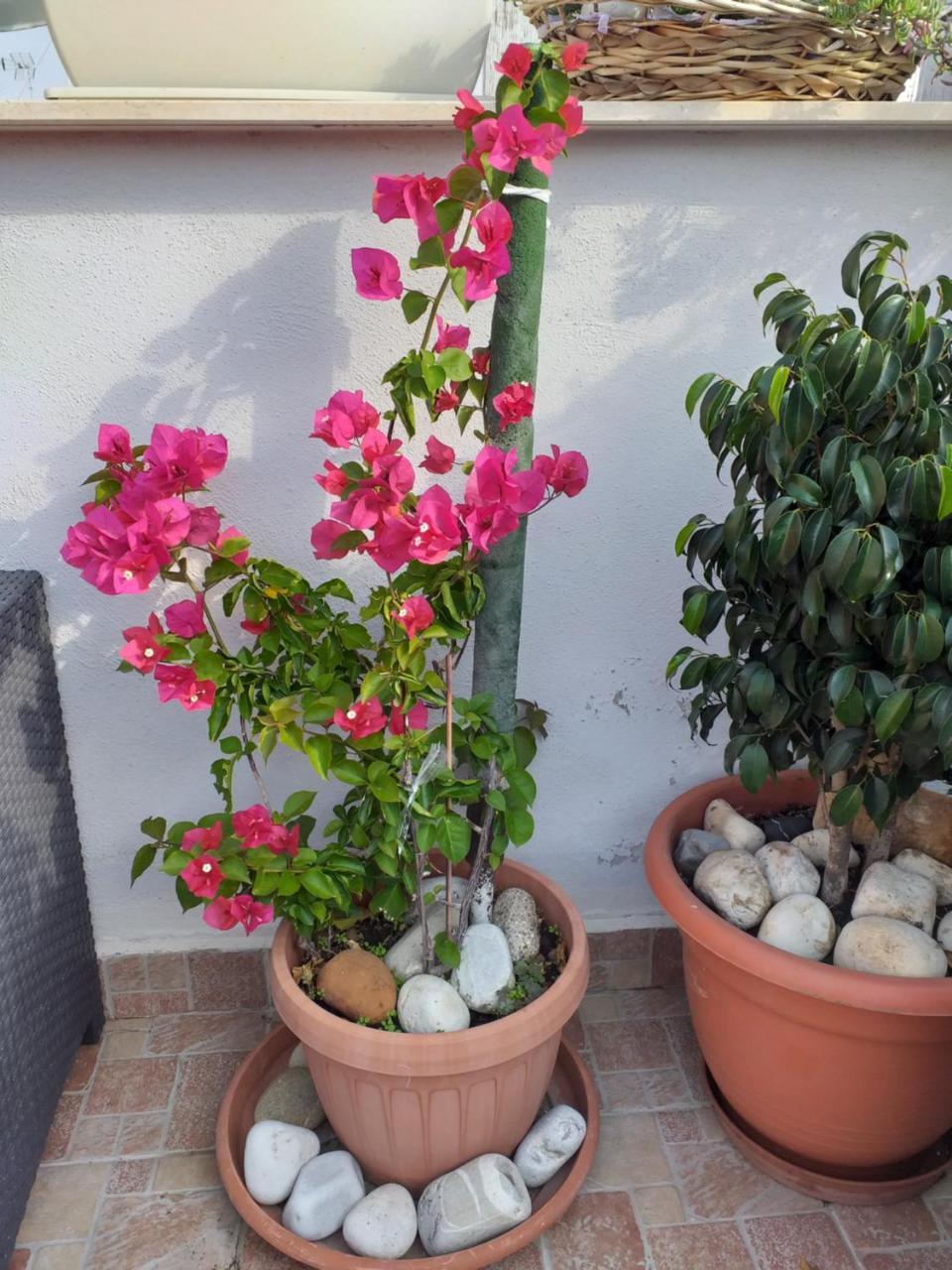 La Maison Del Borgo Antico Bed & Breakfast *