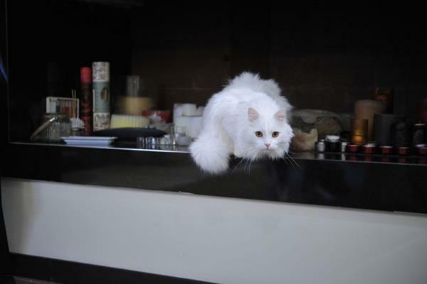 Gatto Bianco House Bed & Breakfast Bari