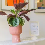 Wanderlust Experience Frankly Apartment