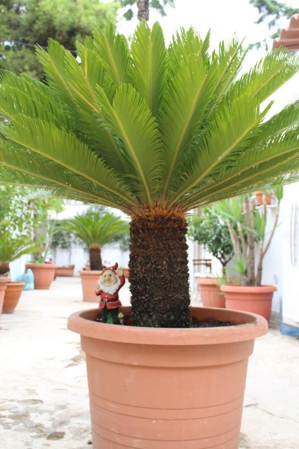 I Giardini Di Edicart