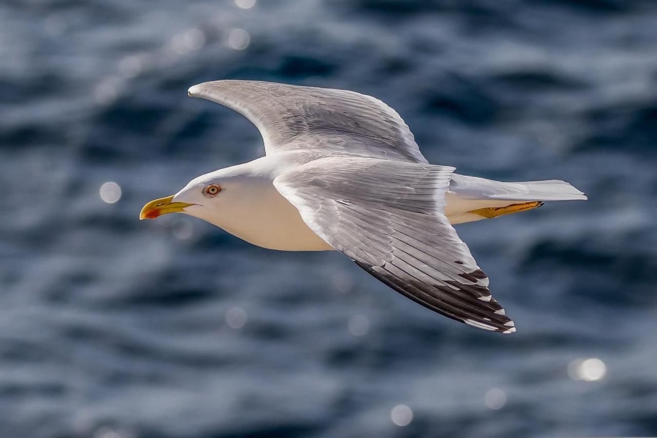 Seagull - Front And Sea View & Airport *