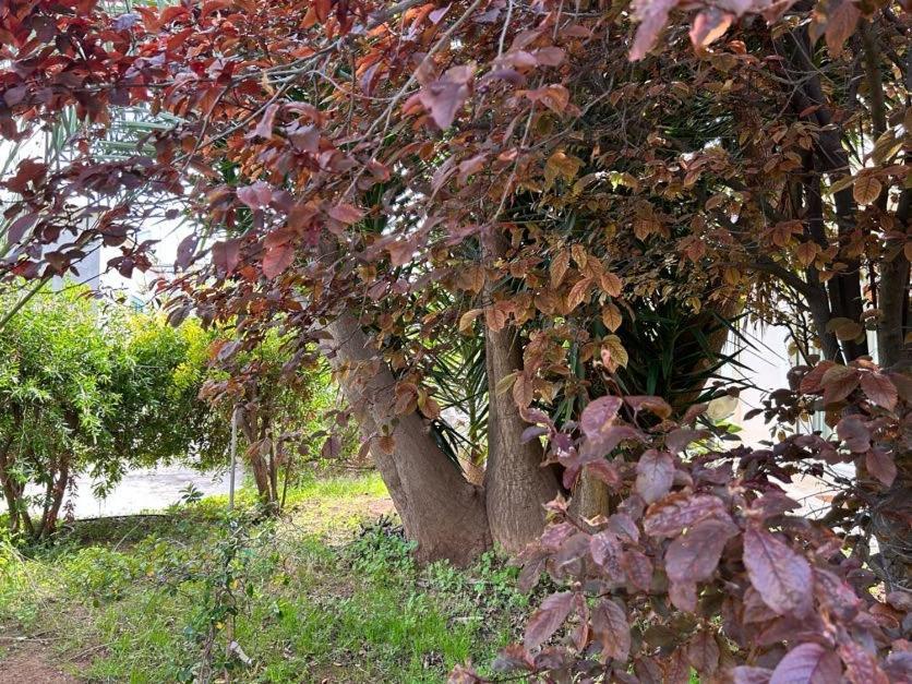 Giardino A Mare *
