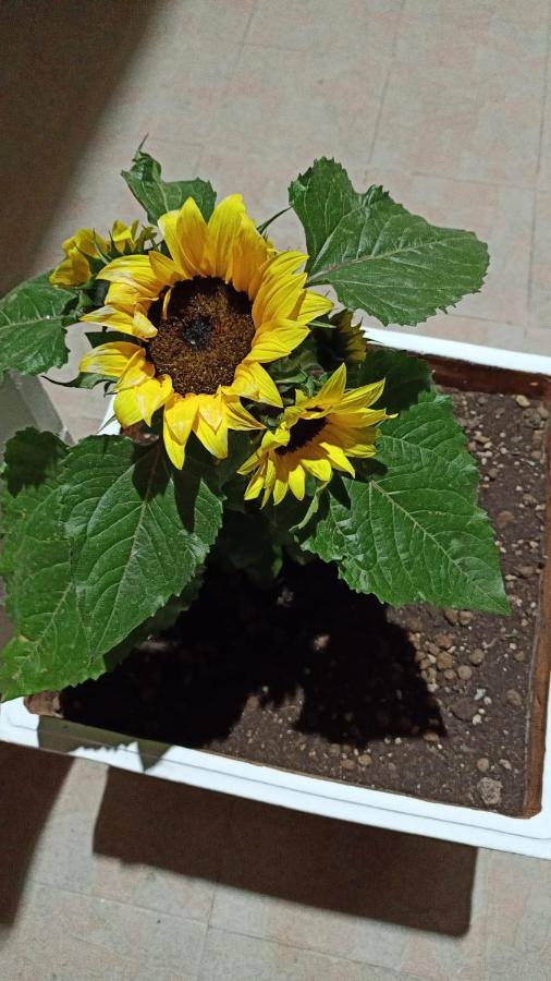 Bed & Breakfast I Girasoli Srls Bari