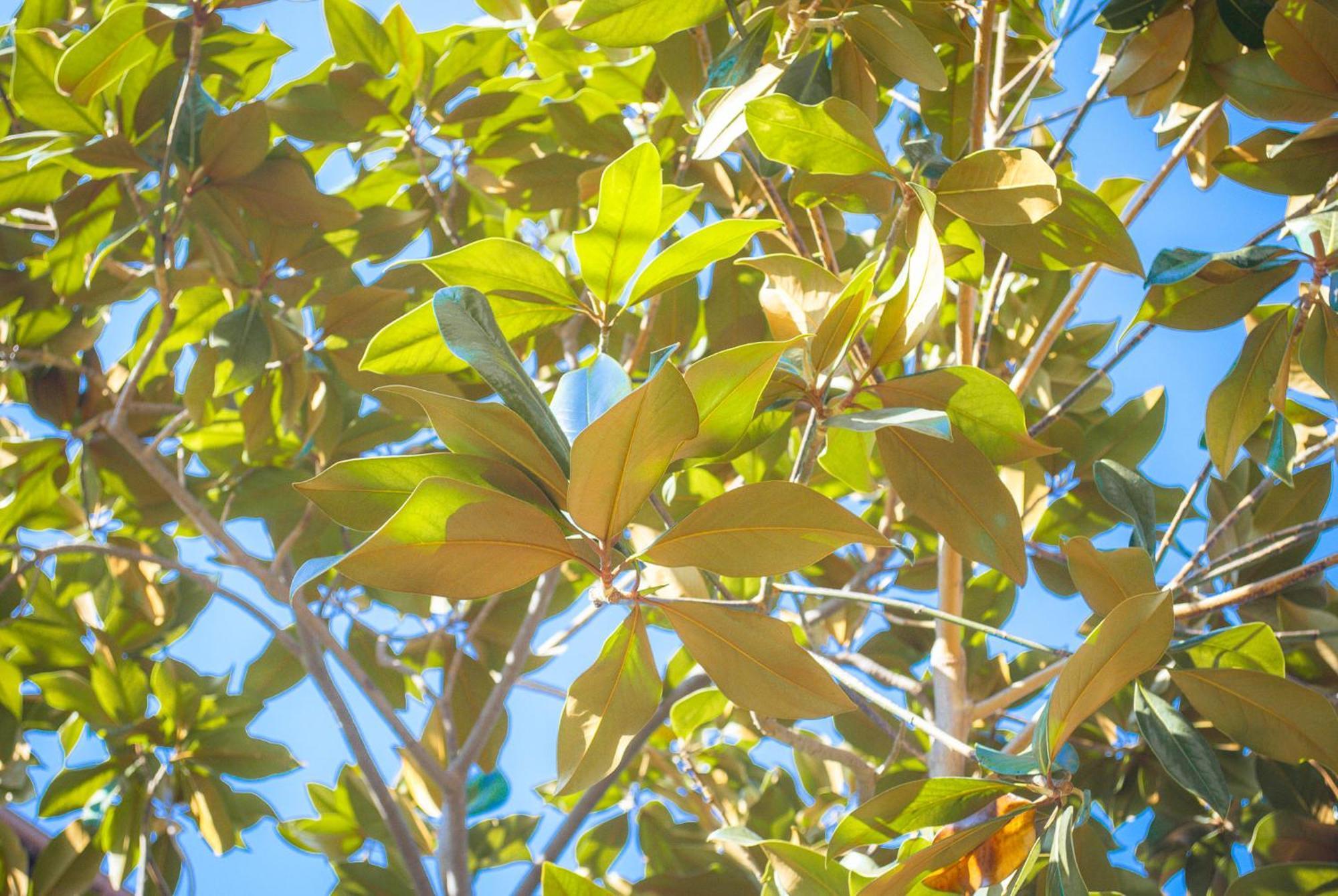 Holiday home Magnolia Con Giardino