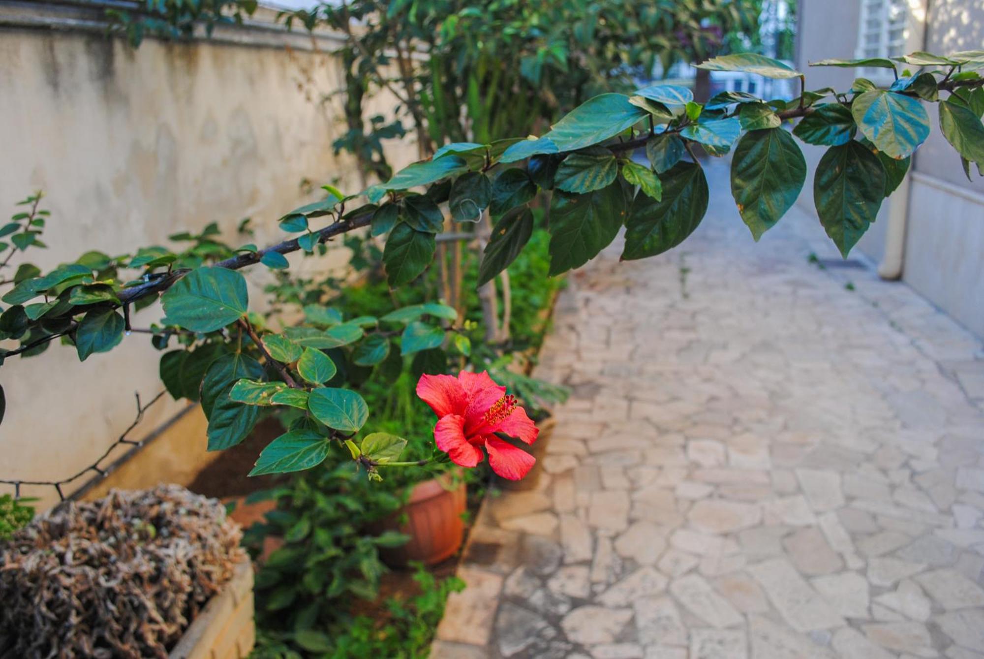 Magnolia Con Giardino Bari