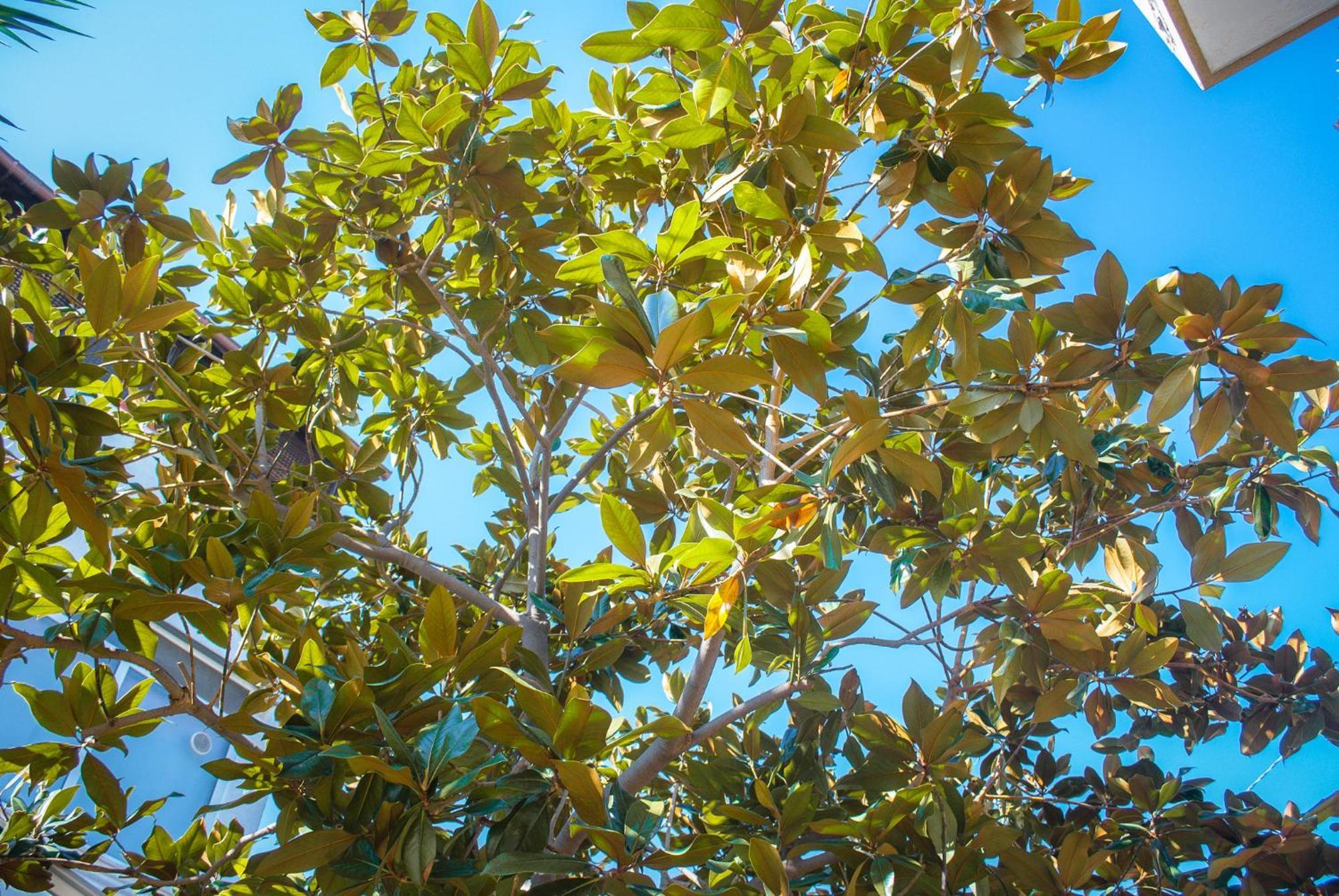 Magnolia Con Giardino Holiday home