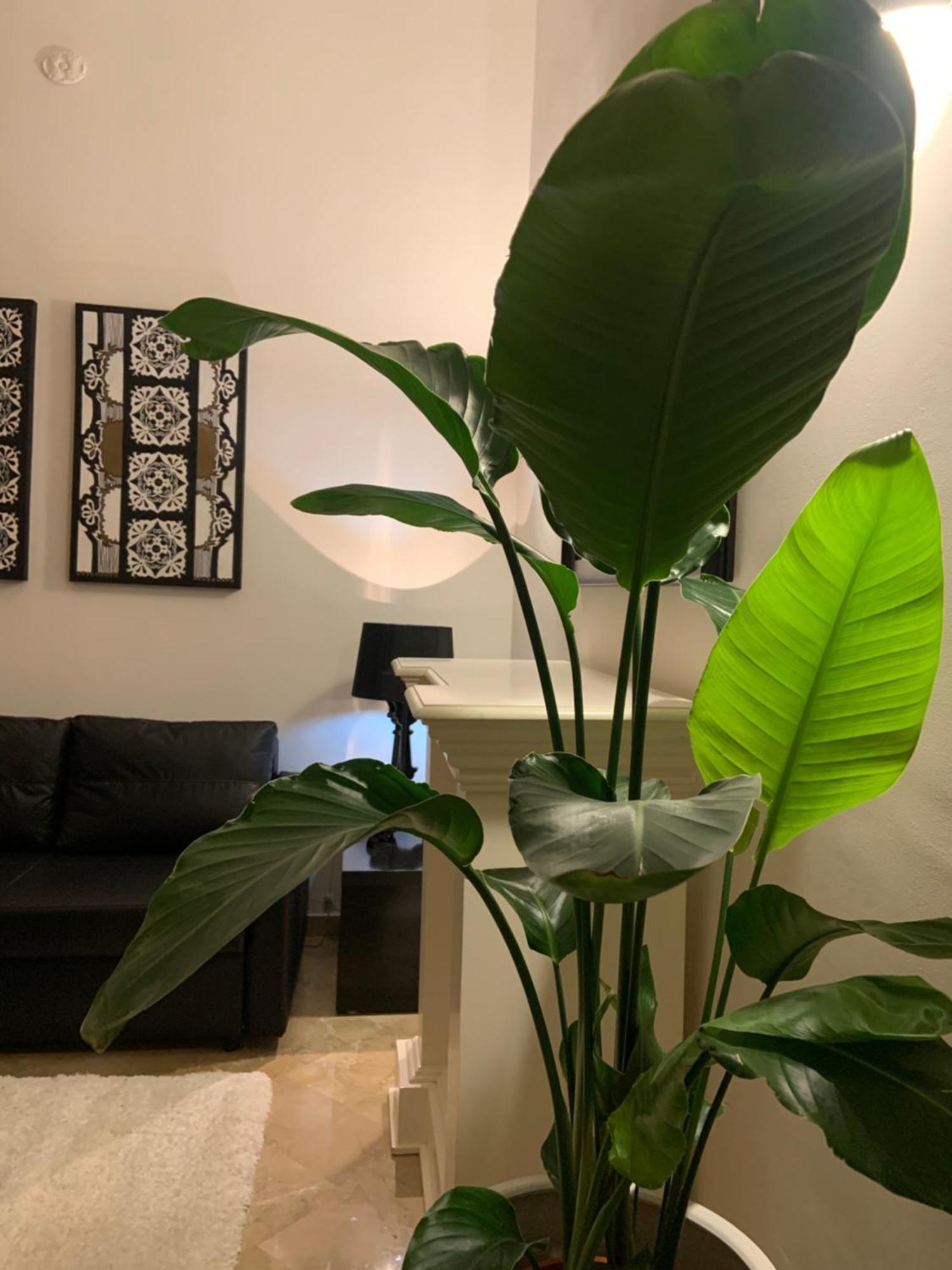 Downtown Luxury Apartment