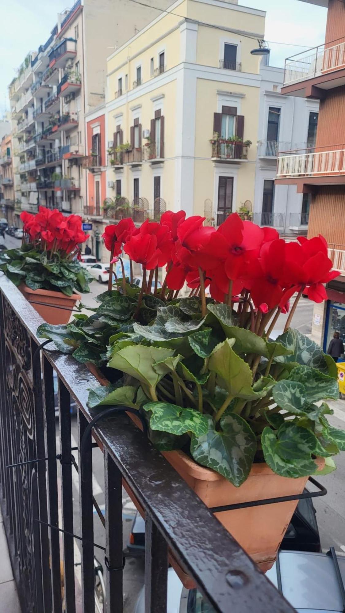 Volare House Apartamento
