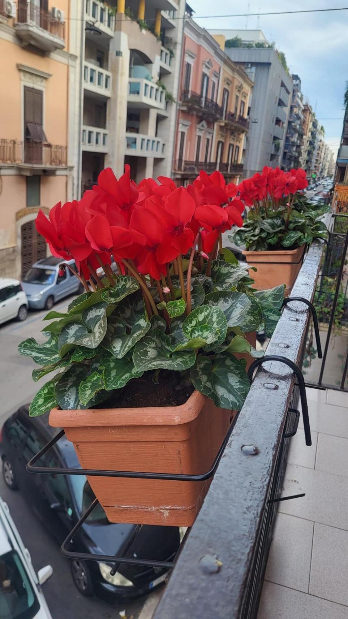 Volare House Apartment Bari