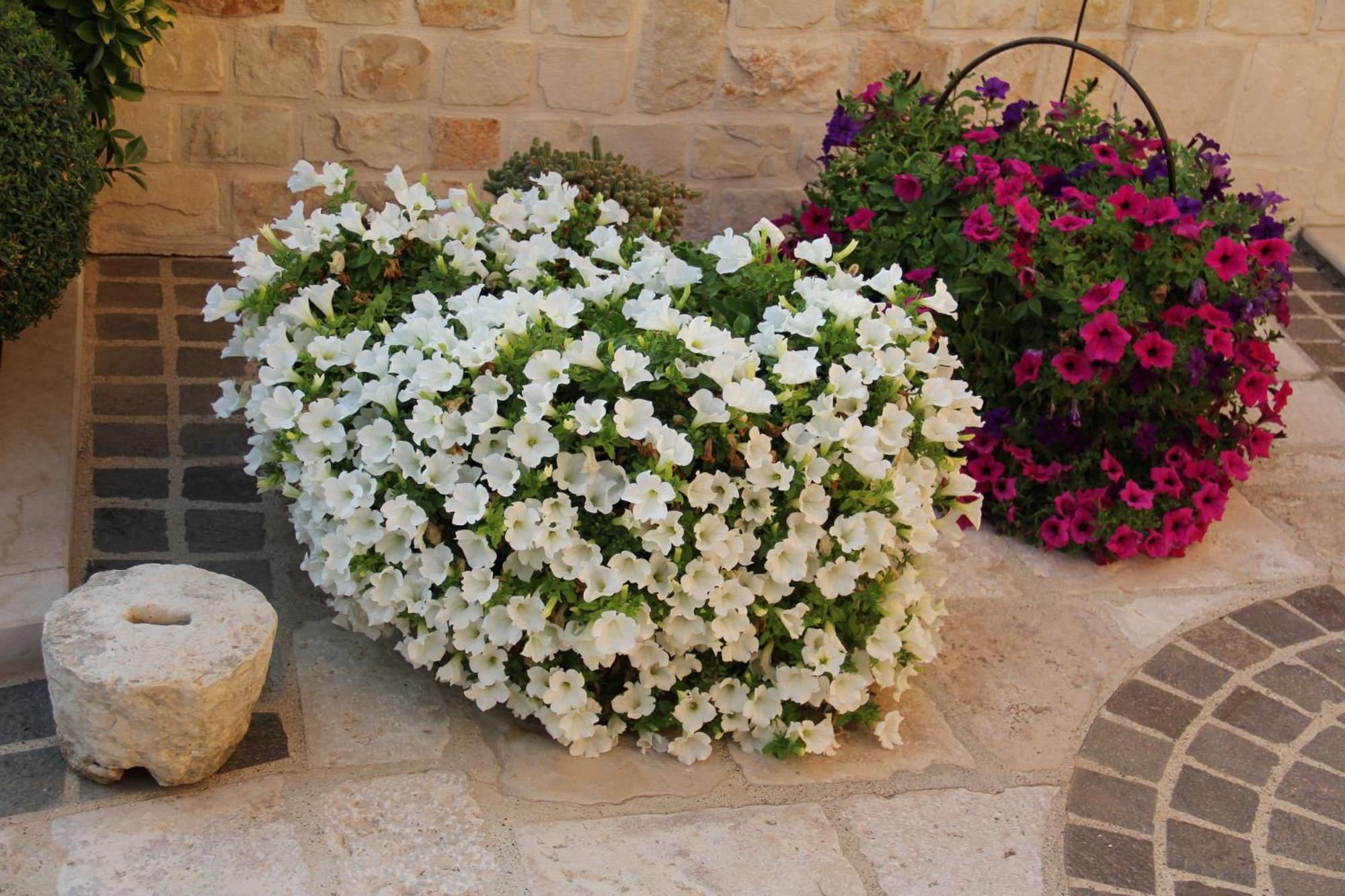 Bed & Breakfast La Rosa Blu Bari