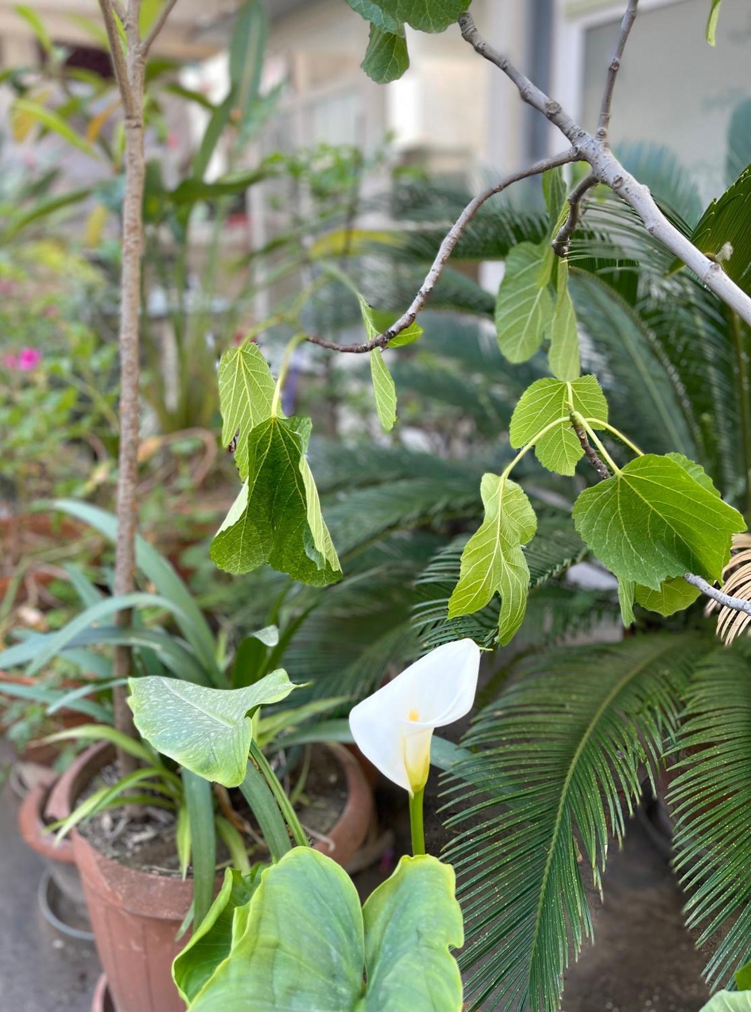 Oasis * Bari