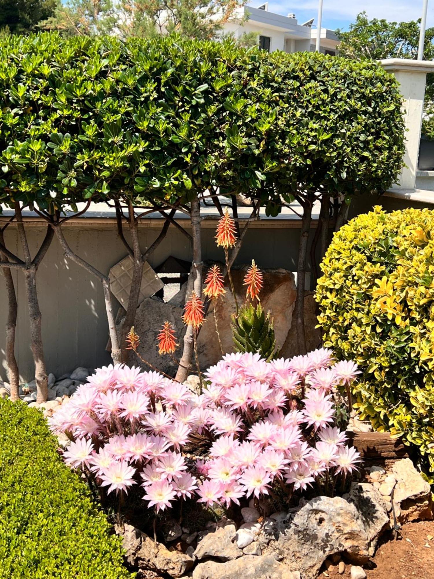 La Rosa Blu Bed & Breakfast