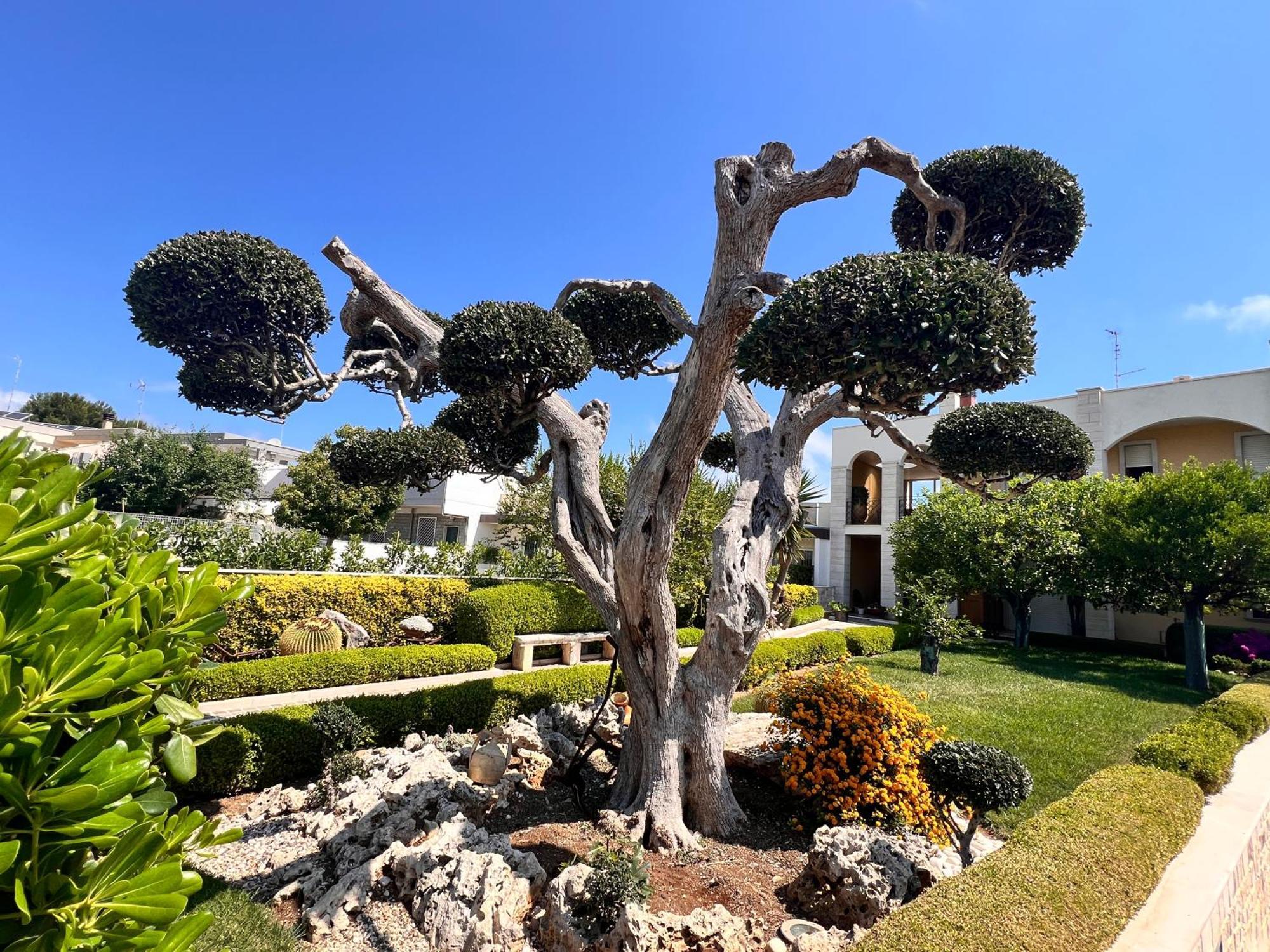 La Rosa Blu Bed & Breakfast Bari