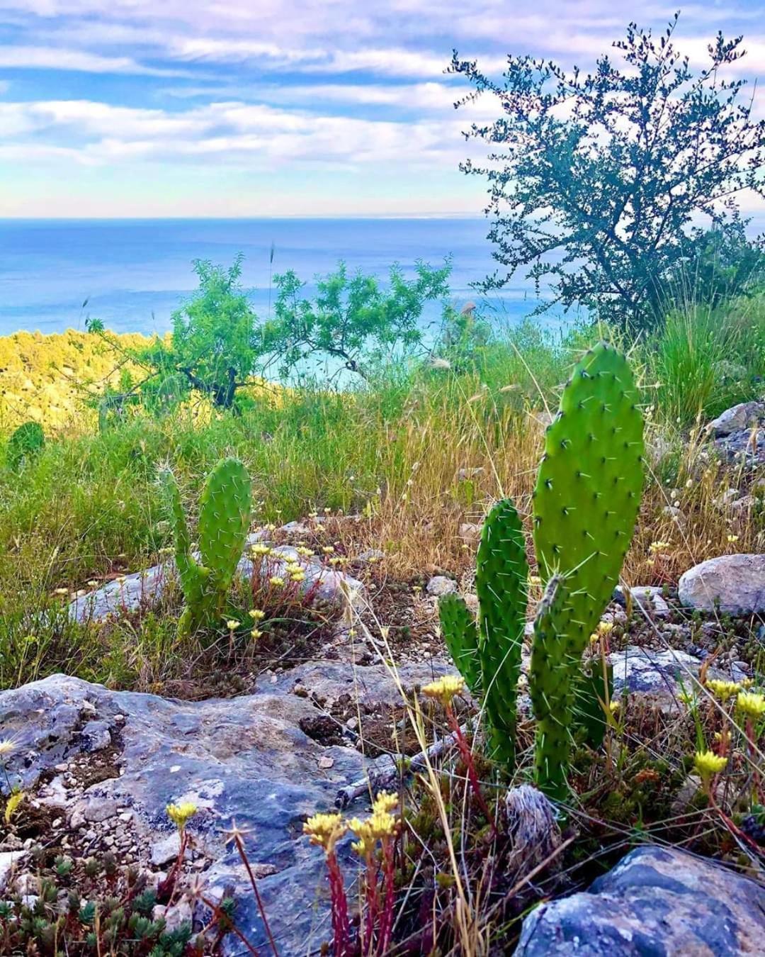 Mediterraneum