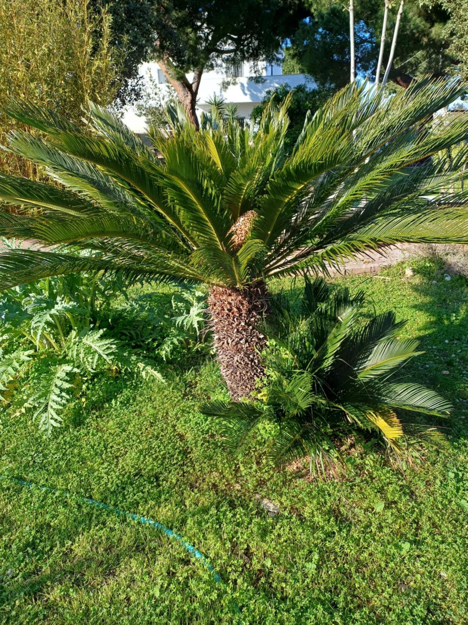 Villa Alma *