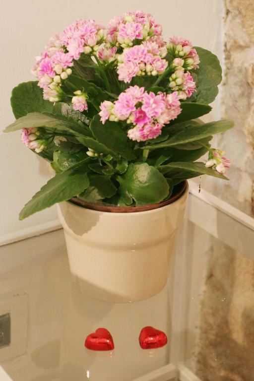Saint Nicholas Plaza Guest house 3*